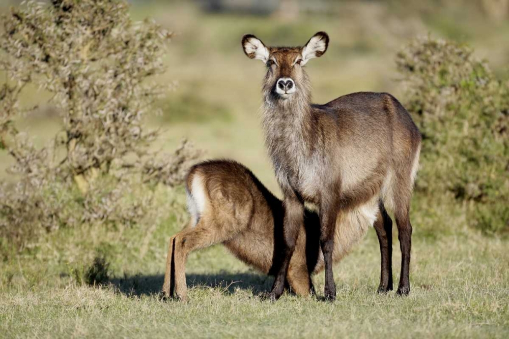 Kenya, Lake Naivasha Defassa waterbuck and young